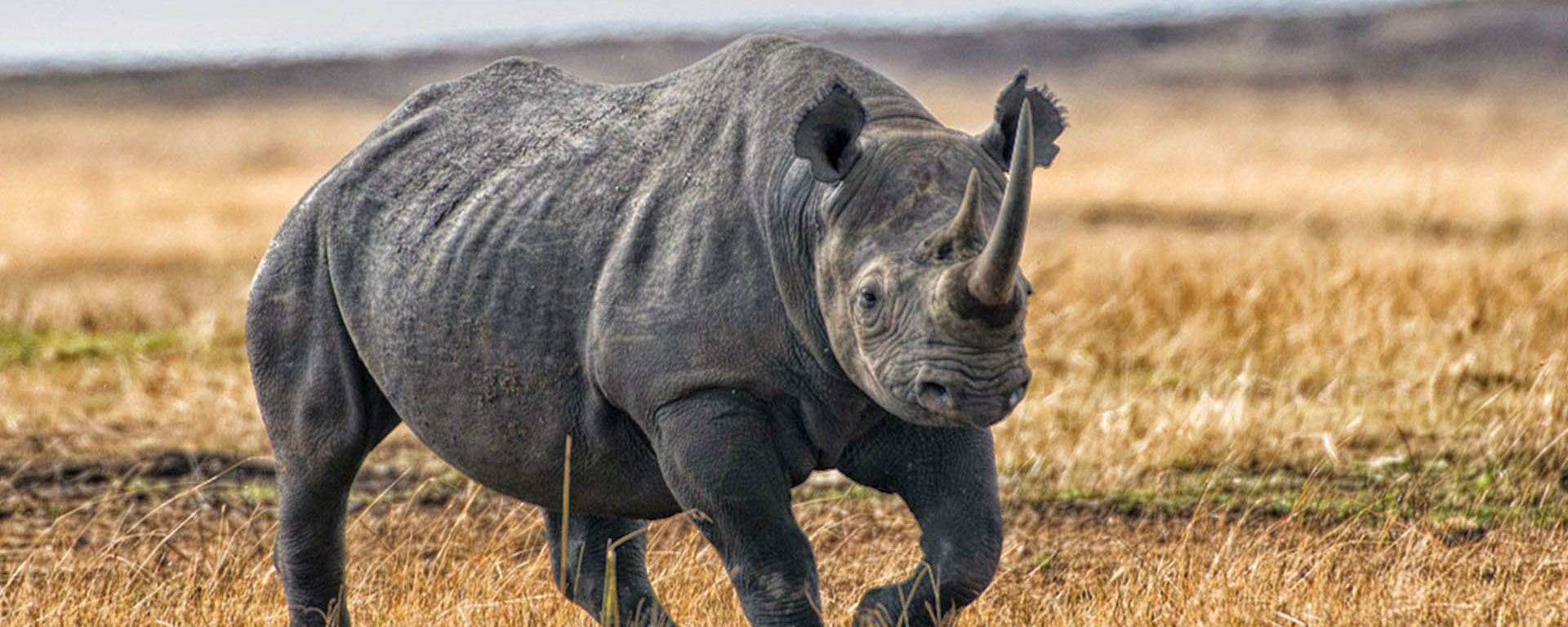 Ngorongoro Crater Day Safari